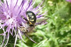 Anthidium septemspinosum