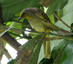 Pycnonotus finlaysoni