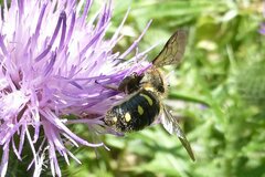 Anthidium septemspinosum