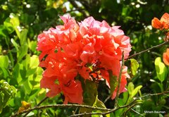 Bougainvillea spectabilis