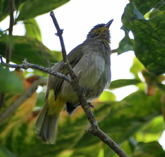 Pycnonotus finlaysoni