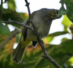 Pycnonotus finlaysoni