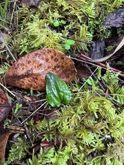 Calypso bulbosa