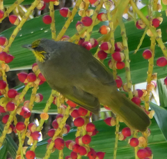 Pycnonotus finlaysoni