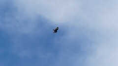 Buteo brachyurus