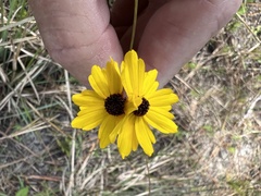 Coreopsis leavenworthii
