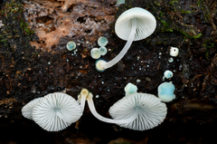 Mycena interrupta