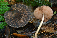Pluteus perroseus