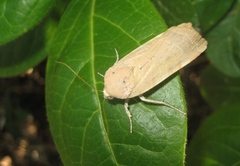 Noctua tirrenica