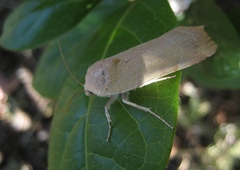 Noctua tirrenica