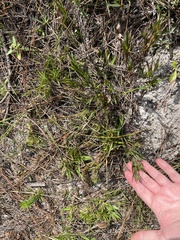 Dichanthelium webberianum