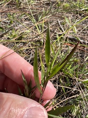 Dichanthelium webberianum