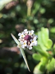 Phyla nodiflora