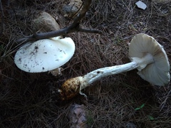 Amanita proxima
