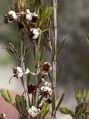 Erica placentiflora