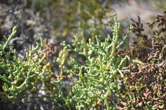 Allenrolfea occidentalis