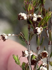 Erica placentiflora