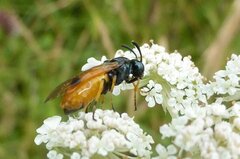 Arge melanochra