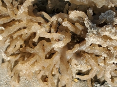 Alcyonidium hauffi