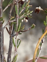 Erica placentiflora