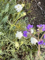 Chaenactis stevioides