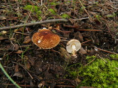 Lepiota castanea