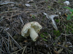 Lepiota xanthophylla