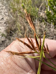 Rhynchospora inundata