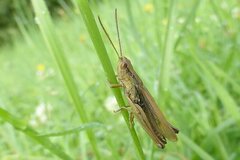 Chorthippus albomarginatus