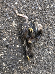 Sturnus vulgaris