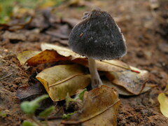 Pluteus thomsonii