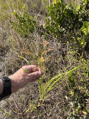 Rhynchospora inundata