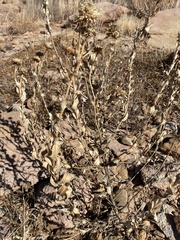 Grindelia ciliata