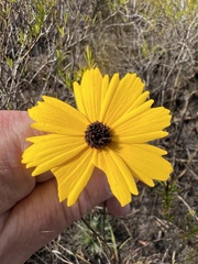 Coreopsis leavenworthii