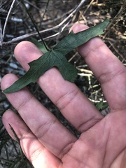 Passiflora tenuiloba