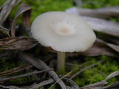Clitocybe cistophila