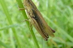 Chorthippus albomarginatus