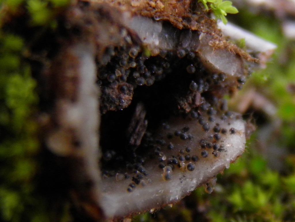 Microthecium