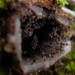 Microthecium brevirostre - Photo (c) bkaounas，保留部份權利CC BY-NC