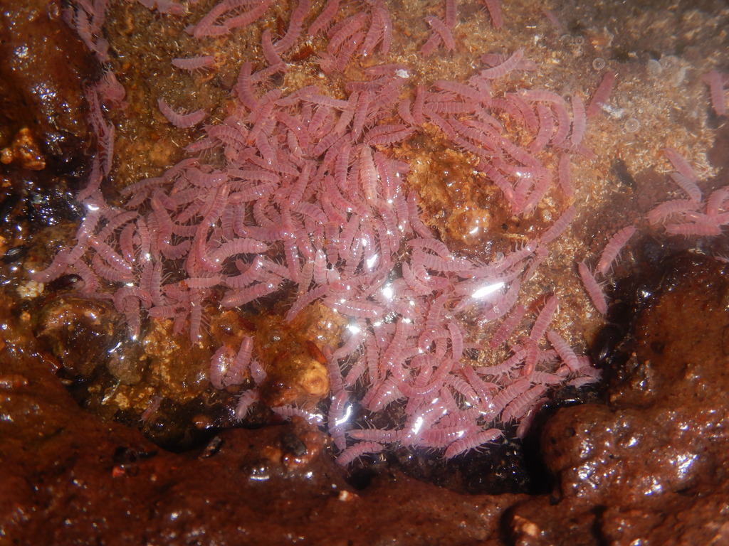 Mexistenasellus atotonoztok