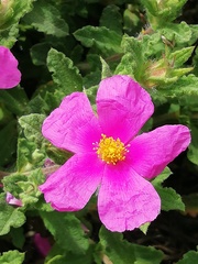 Cistus crispus