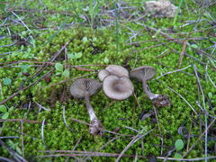 Pseudoclitocybe