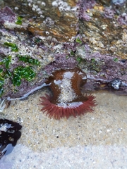 Actinia fragacea