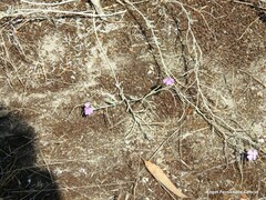 Malcolmia littorea