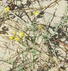 Linaria supina