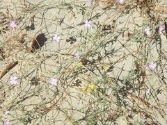 Malcolmia littorea