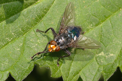 Cynomya mortuorum