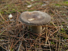 Clitopaxillus alexandri