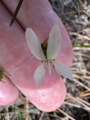 Viola vittata