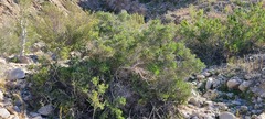 Simmondsia chinensis